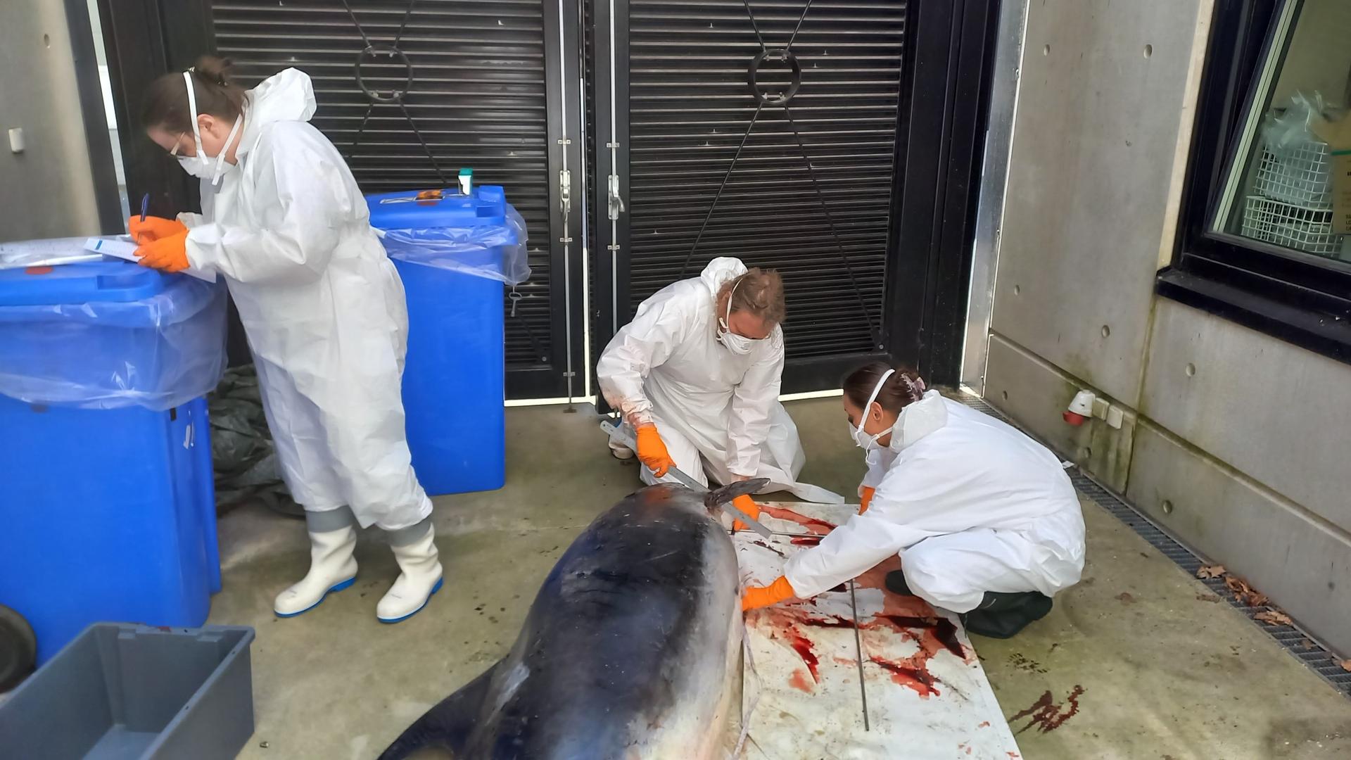 Hanne Lyngholm Larsen, Natacha Mia Kristensen, and Aage Kristian Olsen Alstrup take samples from the white-nosed dolphin. Photo: Aalborg University Hanne Lyngholm Larsen, Natacha Mia Kristensen, and Aage Kristian Olsen Alstrup take samples from the white-nosed dolphin. Photo: Aalborg University