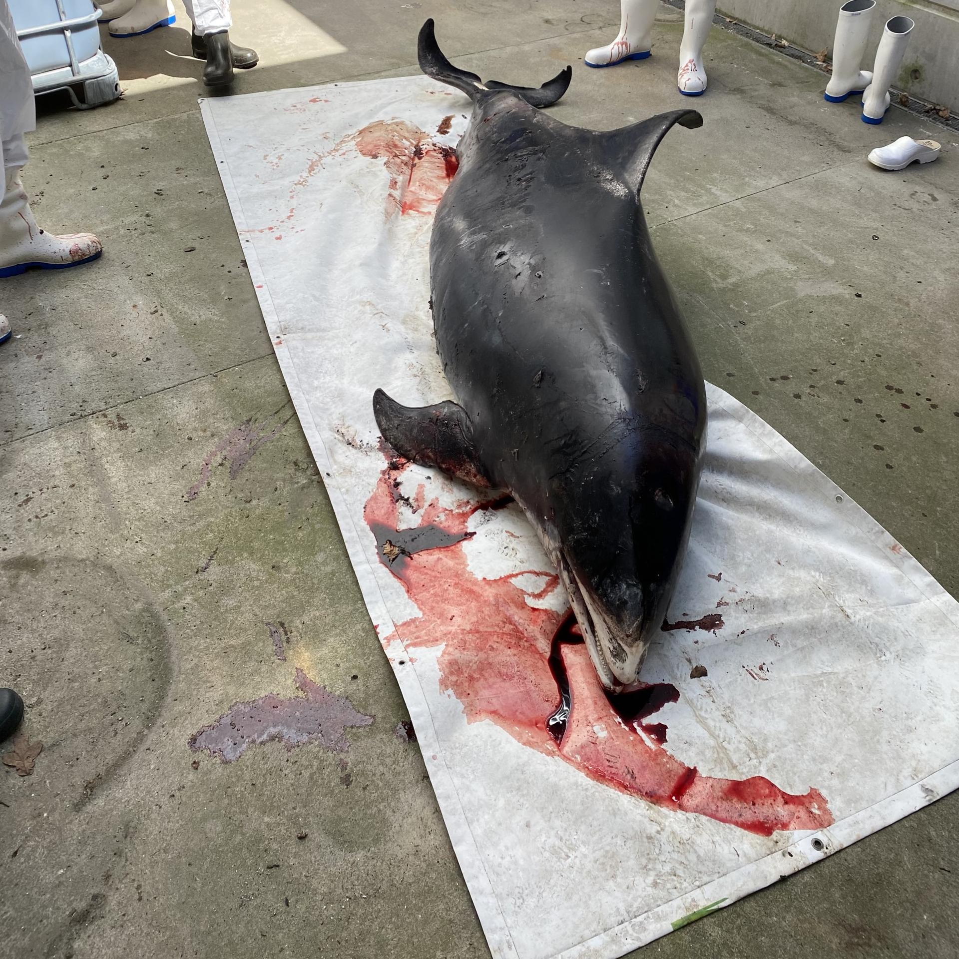 White-nosed female ready for autopsy at Aalborg University.